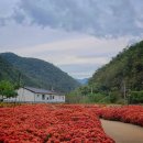 도촌경로당 | 안동 주말 나들이: 안동 예안면 도촌리 국화 실시간 상황 (10월 16일 기준)