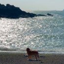 신흑7통마을회관 | 충남 보령 국내 섬여행 삽시도 애견동반 가볼만한 곳