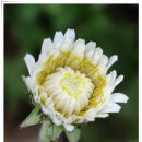 하얀민들레 이미지