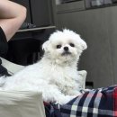 봄봄동물병원 이미지