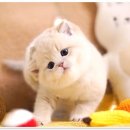 강남고양이분양 호야캣 이미지