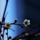꽃을;보다 이미지