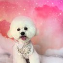 수정애견미용실 이미지