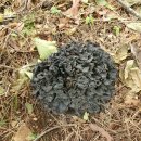 2025년도 송이버섯,능이버섯 장터를 한시적으로 열어드립니다. 이미지