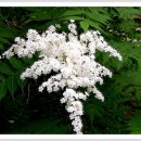쉬땅나무의 하얀꽃 이미지