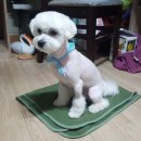 디얼독 이미지