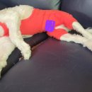 만년YES동물병원 이미지