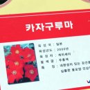 로틸리아 이미지