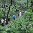 치유의 숲 이미지