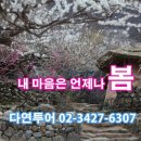 지리산꽃다연 이미지