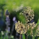 소 이야기 이미지