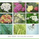 야로우 (Yarrow ) 이미지