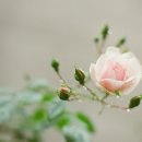 더글라스아이 이미지