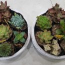 오투 플라워 이미지