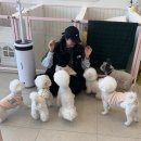 예뻐져라DOG 이미지