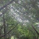 성미산학교 | 성미산의 봄, 그 찬란했던 날(후기)