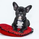 퍼스트 메디칼 이미지