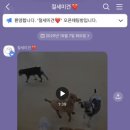 절세미견 네이버블로그