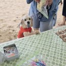 익스트림 퍼포먼스 플라잉(혁신교육) | 행사기획 스토리 - &#39;어푸어푸 서핑댕회&#39; 귀엽고 활기찬 양양을 꿈꾸며