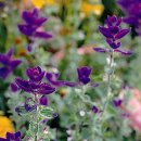 불루민박 이미지