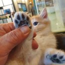 쿤이수염 이미지