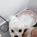 경기도 수원시 영통구 산남로 네이버블로그