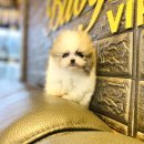 베이비몽 강아지분양 인천청라점 이미지