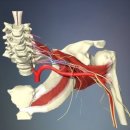 어깨 통증 치료법 찾아라 이미지