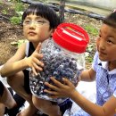 인삼과 천년은행나무의 고장 금산 추부 깻잎 정보화마을 포도주 담기 체험 축제 이미지