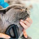 동물미용업 영업등록신청 이미지