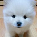 뽀시래기 이미지