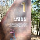 상판소나무숲 | 선재길의 다섯 가지 테마 속으로 : 1.산림철길 - 일제의 원시림 벌목