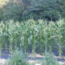 농부네텃밭민박 이미지