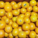 마소물로8번길 | [제주원택] 효돈감귤 10kg 주문 후기