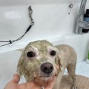 벨몽드펫 이미지