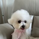 프롬코코 이미지