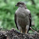 【참매】Accipiter gentilis 〔멸종위기야생생물2급​〕 이미지