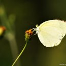 노랑나비 이미지