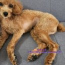 댕댕스토리 이미지