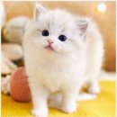 강남고양이분양 호야캣 | 강남 고양이 분양, 호야캣에서 만난 새로운 친구!