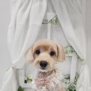 화려하개 이미지