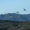 두루미202 이미지