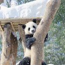 [바오가족] 눈송이와 후이바오 🐼❄️❄️ 이미지