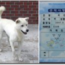 진도특산