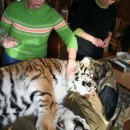 시베리아호랑이프로젝트(Siberian Tiger-Project) 및 발표자료 이미지