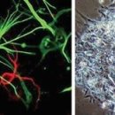 동아바이오 이미지