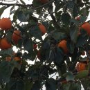 월호평길 이미지