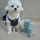 통도동물병원 | 강아지 샴푸: 저자극 샴푸 펫분 아이오콤마 PDRN 샴푸 사용 후기