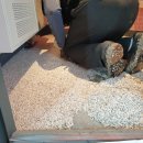 악쓰는 하마 이미지