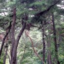 숲길이 아름다운 사찰 1 - 아산 봉곡사(鳳谷寺) 이미지